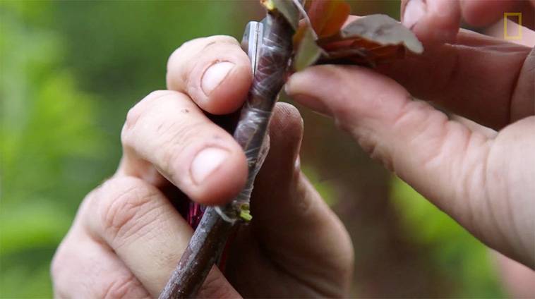 Artist Sam Van Aken Grows 40 Different Kinds of Fruit