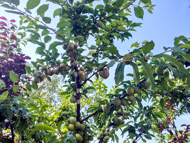 Artist Sam Van Aken Grows 40 Different Kinds of Fruit