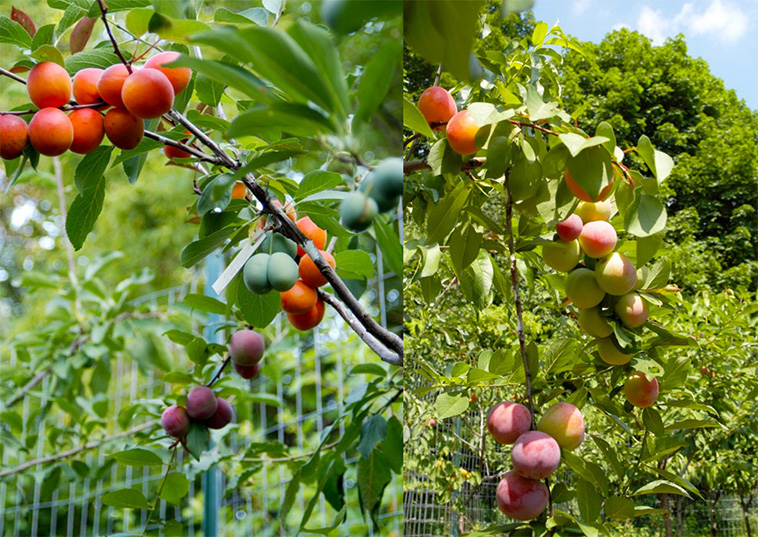Artist Sam Van Aken Grows 40 Different Kinds of Fruit