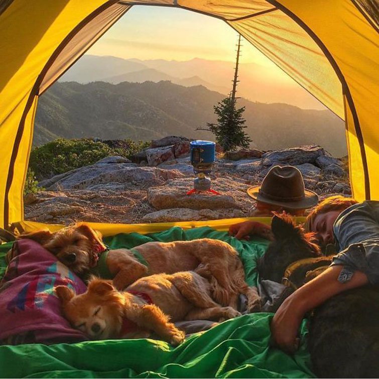 camping with dogs