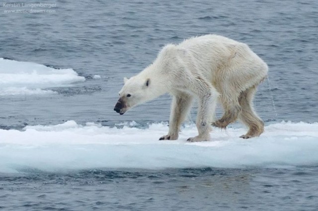 polar bear climate change