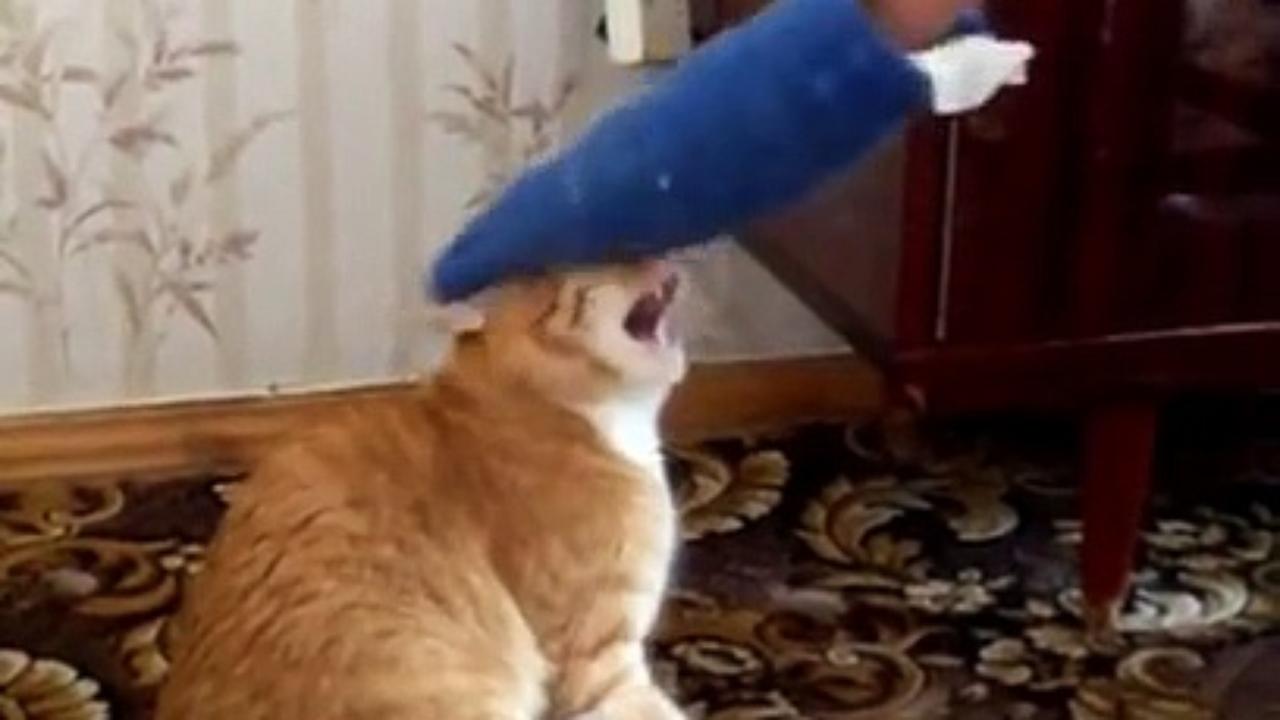 Don't Mess With Cats