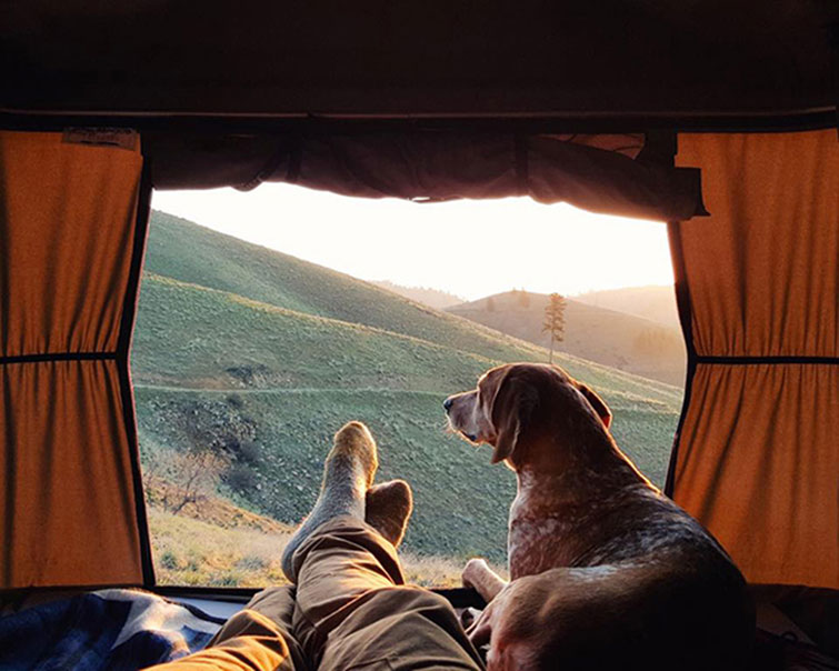 camping with dogs