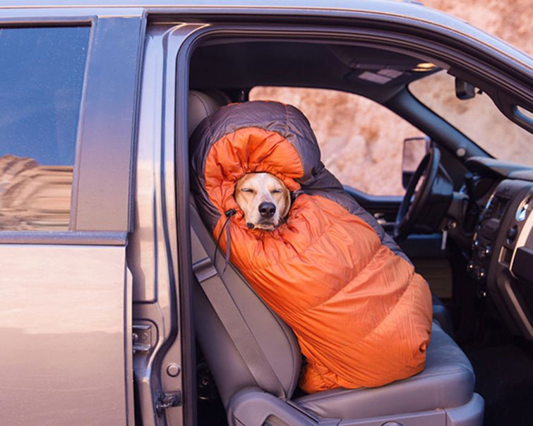 camping with dogs