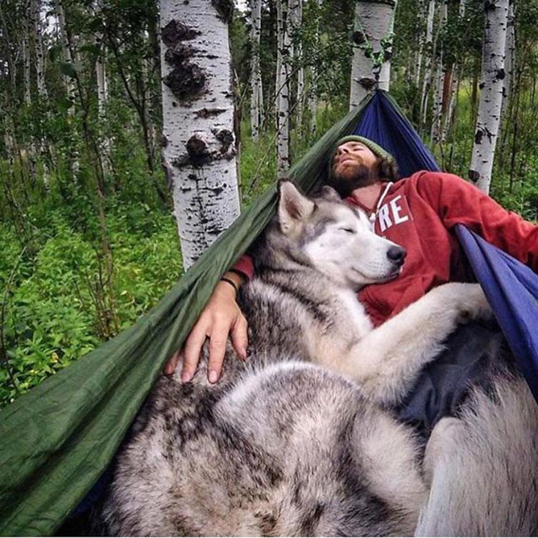 camping with dogs