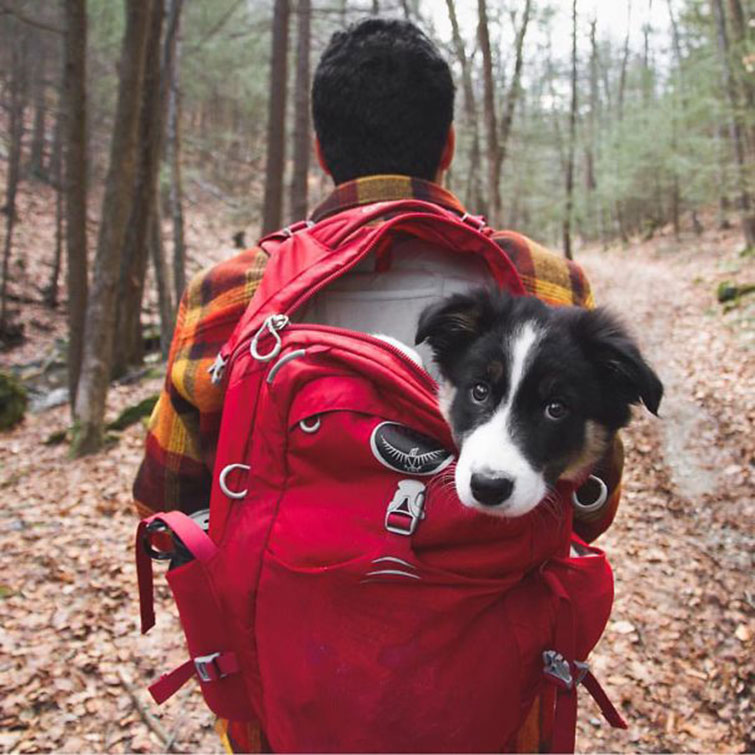 camping with dogs