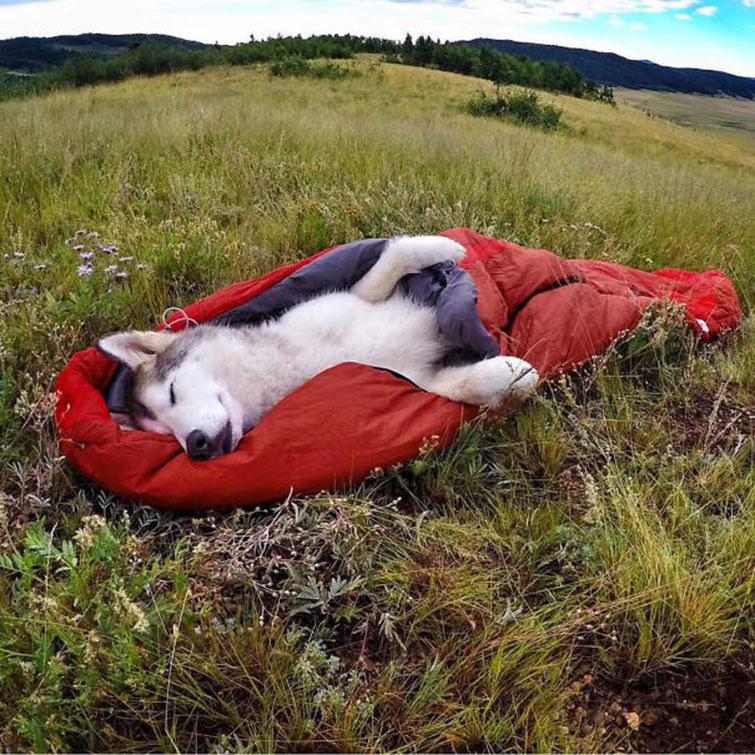 camping with dogs