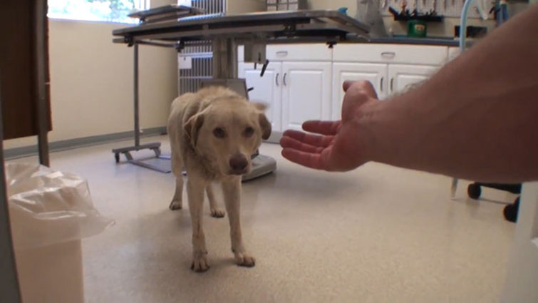Injured Dog