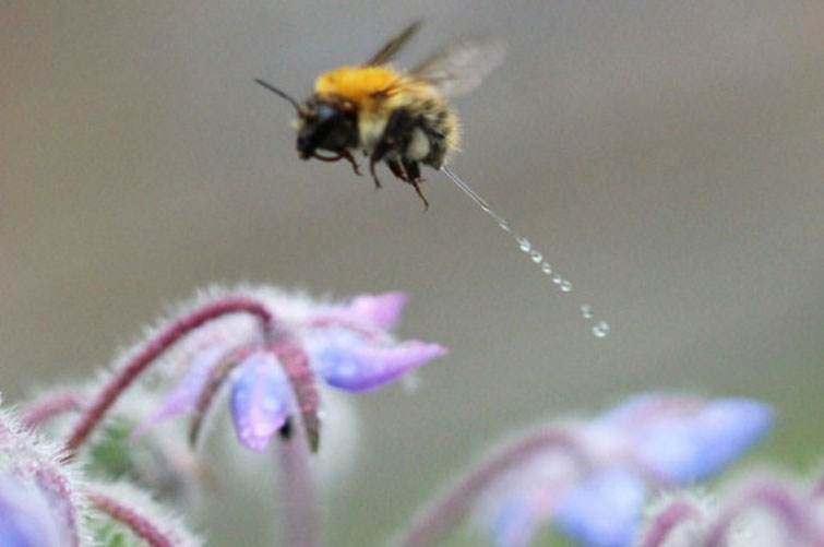 Bee Peeing Mid-Flight