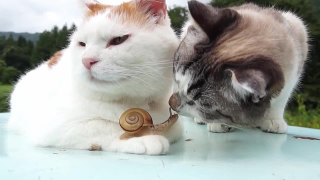 Two Cats And A Snail