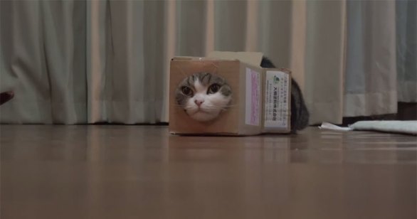 cat box