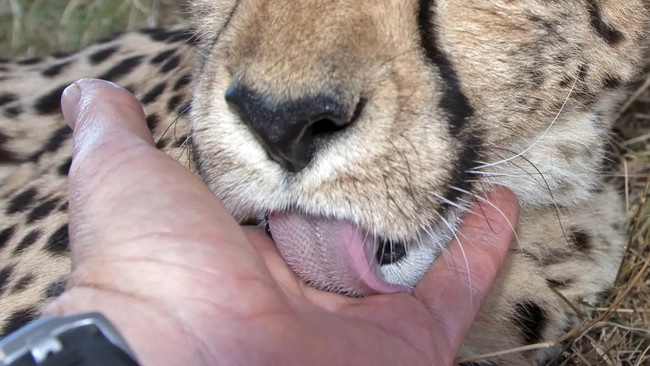 cheetah nap
