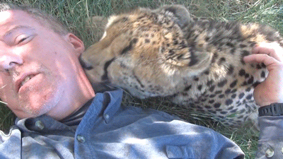cheetah nap