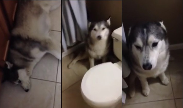 husky shower