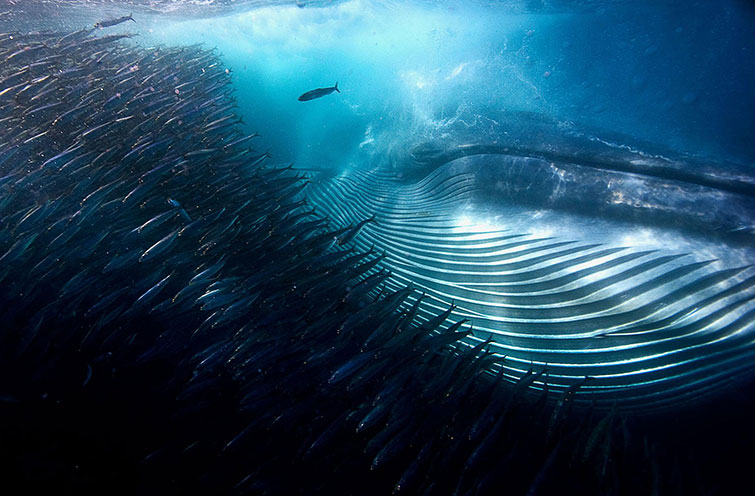 Year's Best Wildlife Photographs