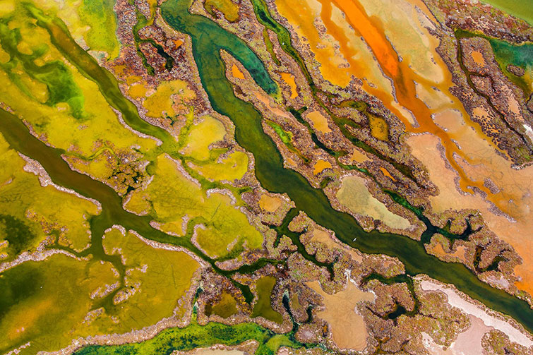 Year's Best Wildlife Photographs