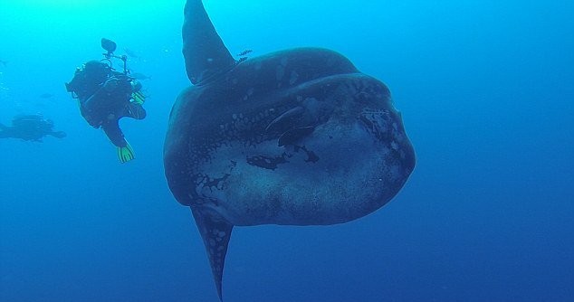 1-divers-encounter-sunfish-e1457555587712