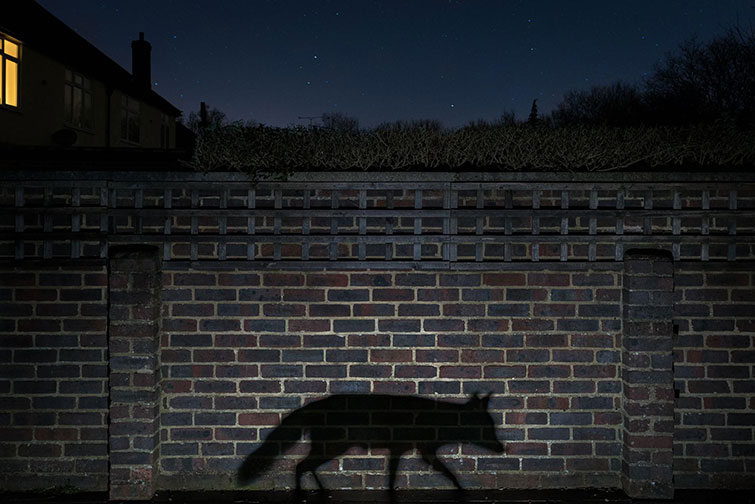 Year's Best Wildlife Photographs