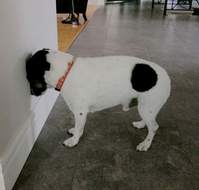 Your Pet Doing This Might Be A Sign Of Something Serious