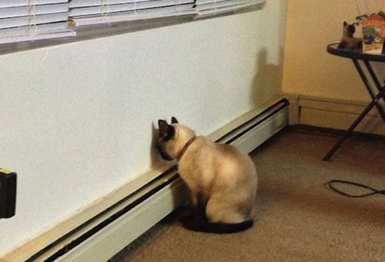 Your Pet Doing This Might Be A Sign Of Something Serious