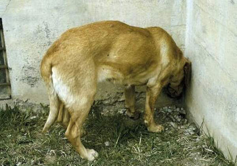 Your Pet Doing This Might Be A Sign Of Something Serious