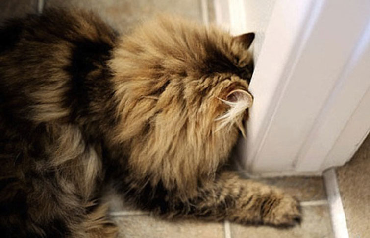 Your Pet Doing This Might Be A Sign Of Something Serious