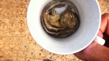 Cups Full Of Cuteness
