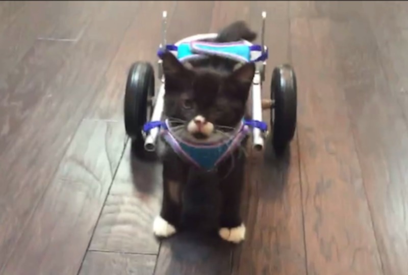 Disabled Kitty