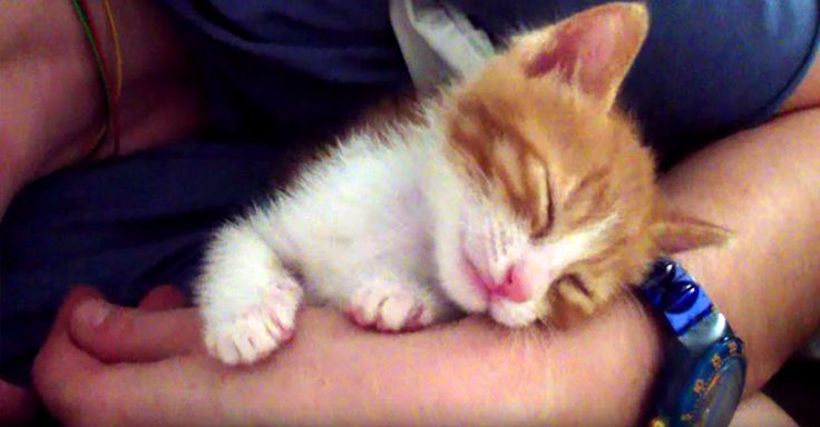 Kitten Goodnight Kisses