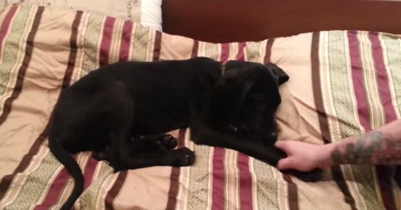 Puppy And Human Argue