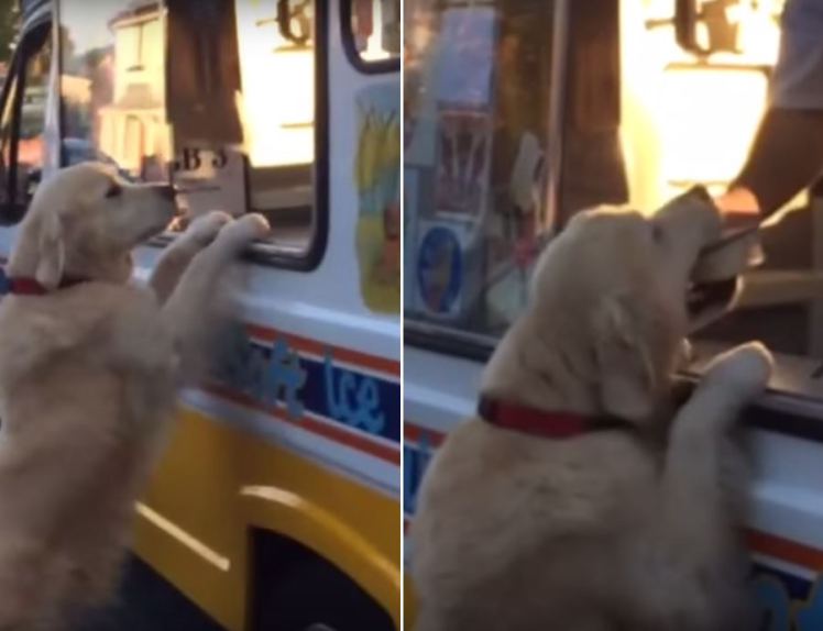 Zack The Golden Retriever