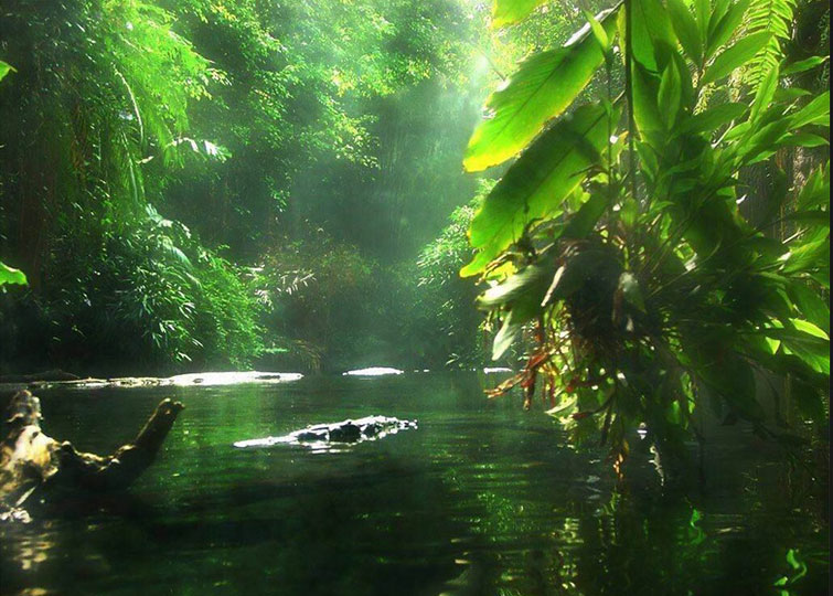 norway amazon rainforests