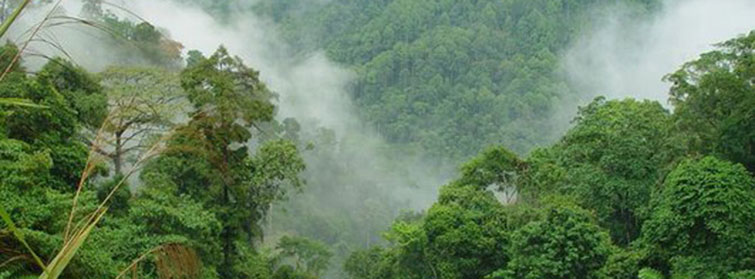 norway amazon rainforests