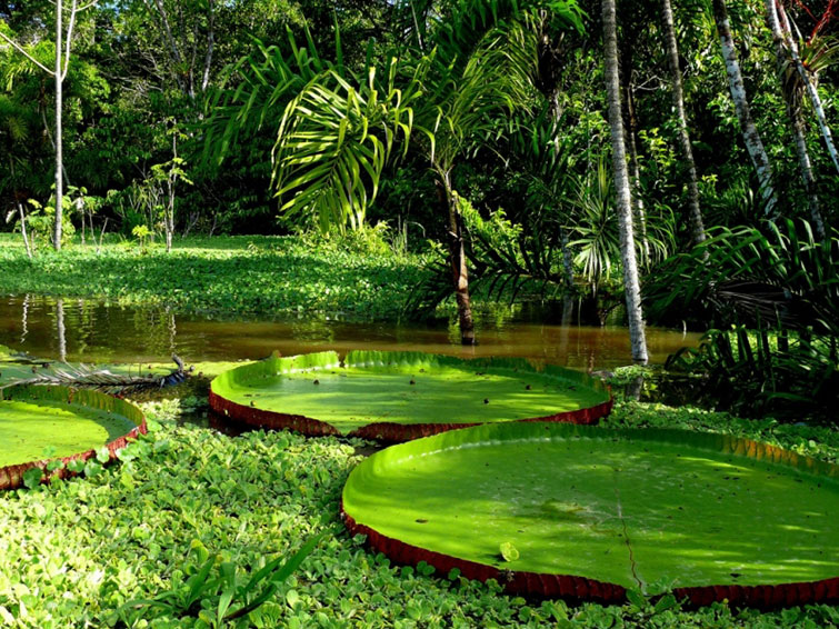 norway amazon rainforests