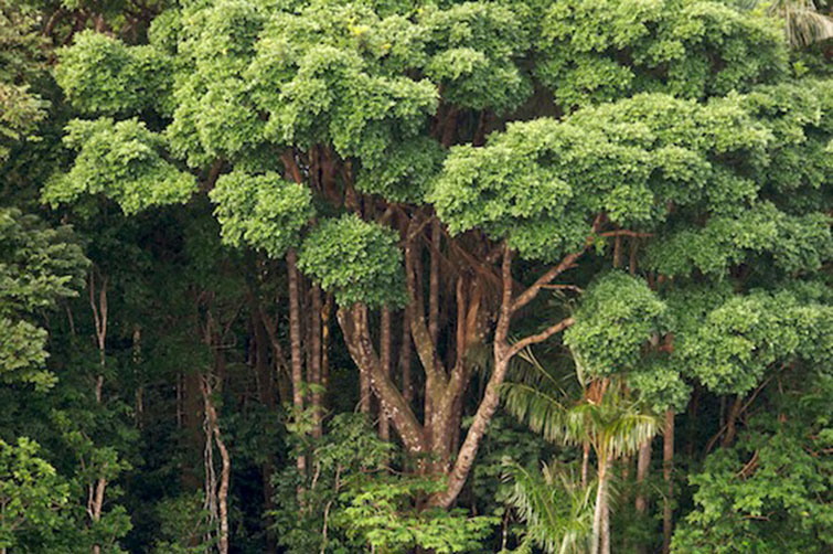 norway amazon rainforests