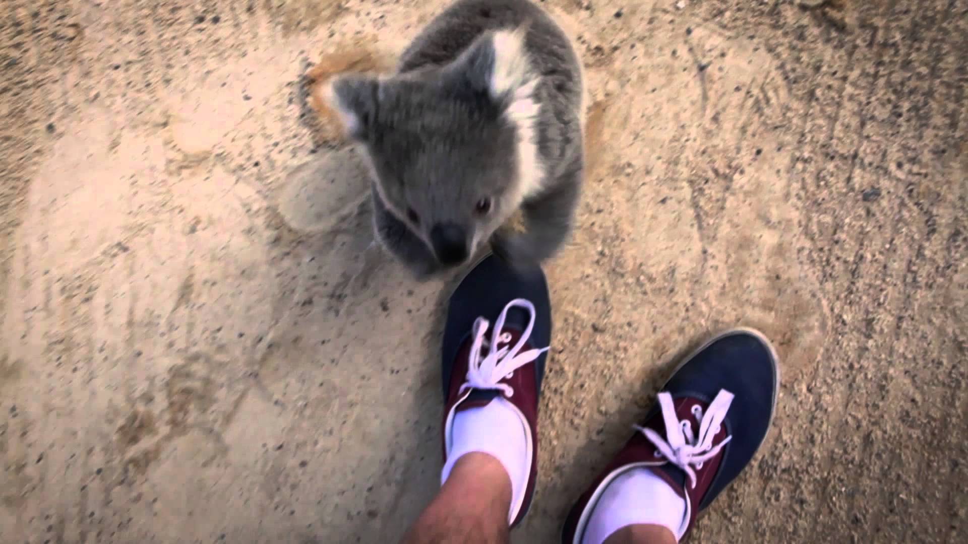baby koala climb up