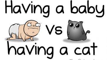 Having A Baby VS Having A Cat