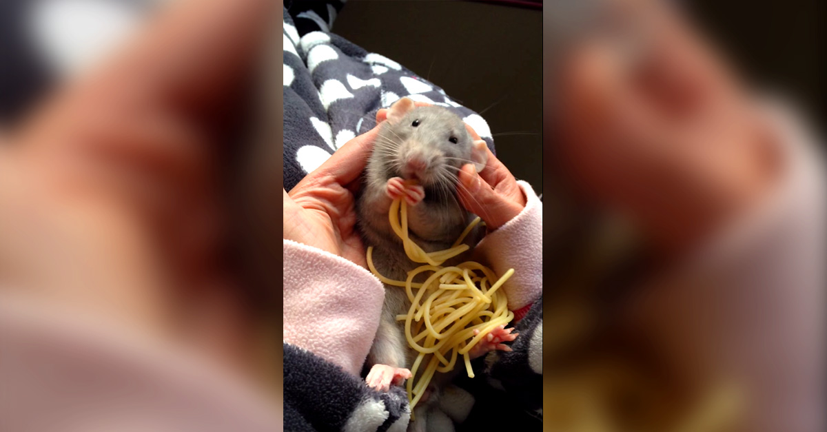 Rat Eating Spaghetti