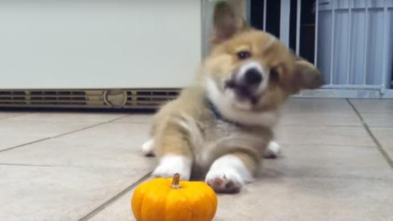 Corgi Puppy