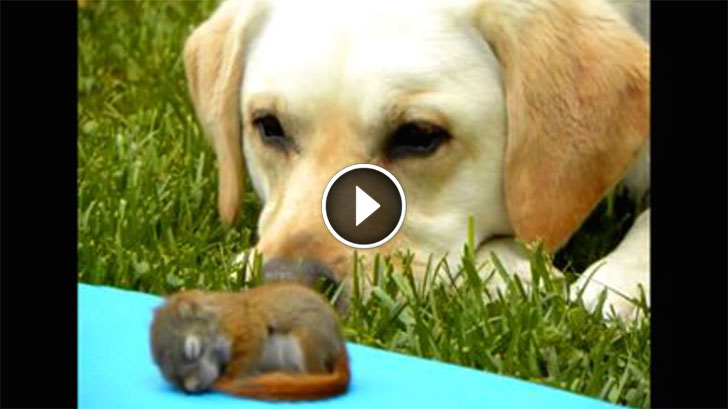 dog baby squirrel