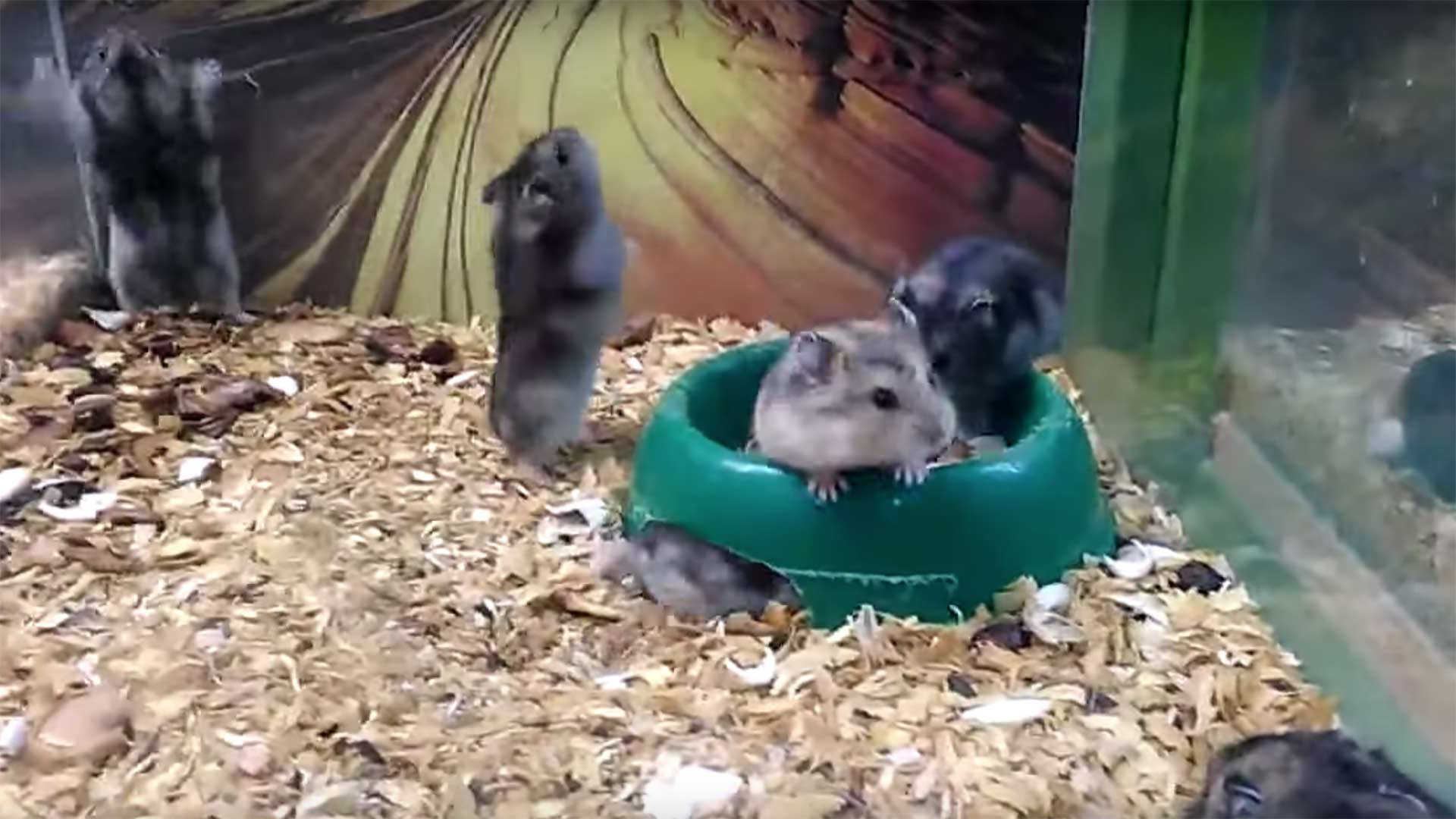 Hamsters