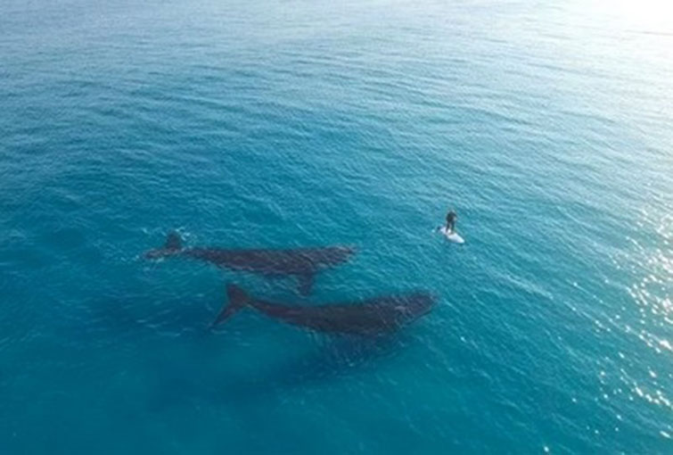 paddling whales