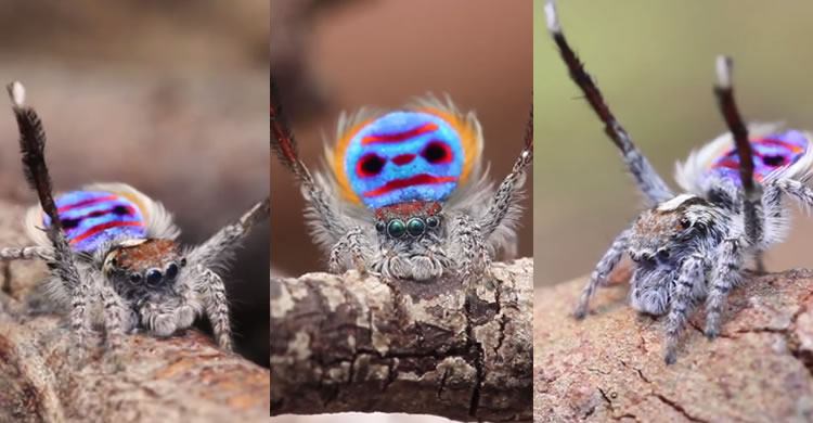 peacock spider dance