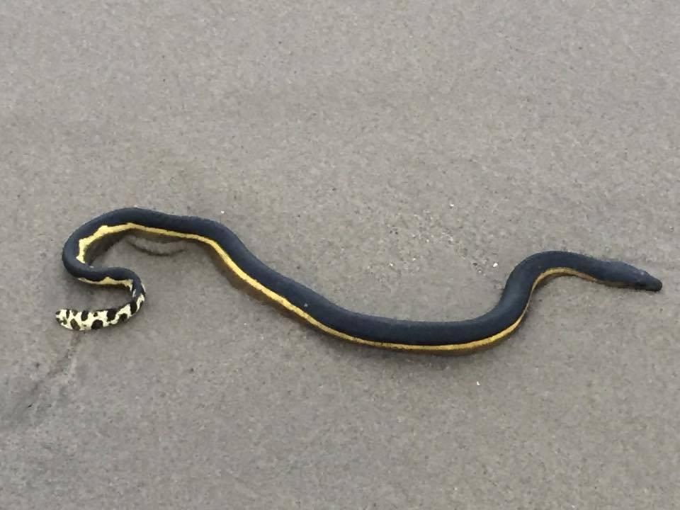 incredibly venomous snake