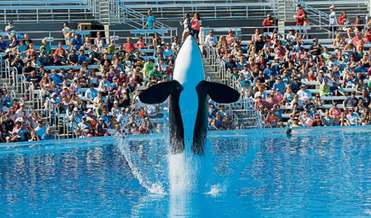 SeaWorld Ending Live Orca Shows