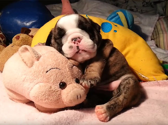 Bulldog Puppy