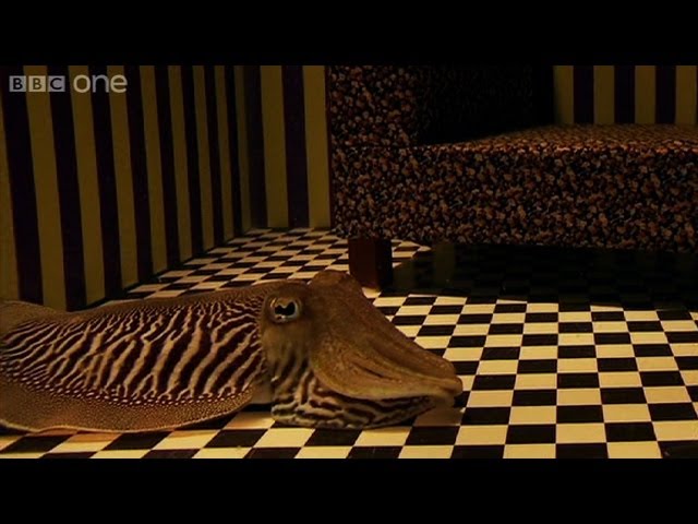 Camouflage of Cuttlefish