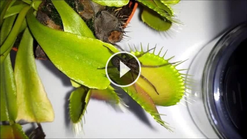 Huge spider eaten by Venus Flytrap!