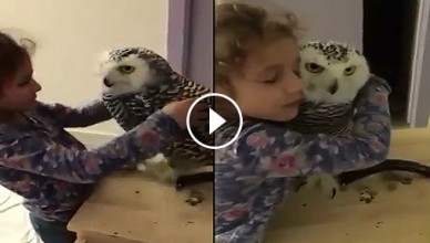 Owl Friend