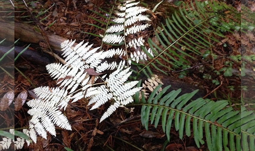 albino plants